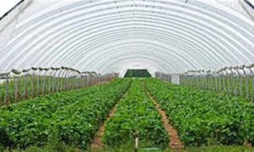 खेती की ओर लौटता Punjab का युवा! CM Mann की नीतियों से 1,200+ युवा बने सफल ‘Agri-Businessmen’, Polyhouse Farming से कमा रहे लाखों रुपये खेती की ओर लौटता Punjab का युवा! CM Mann की नीतियों से 1,200+ युवा बने सफल ‘Agri-Businessmen’, Polyhouse Farming से कमा रहे लाखों रुपये