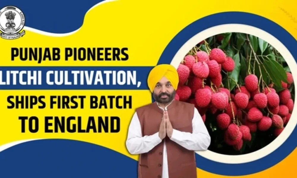 Punjab बना देश का Lychee Hub: Mann सरकार ने खोला export का रास्ता, किसानों की आमदनी 5 गुना बढ़ी Punjab बना देश का Lychee Hub: Mann सरकार ने खोला export का रास्ता, किसानों की आमदनी 5 गुना बढ़ी