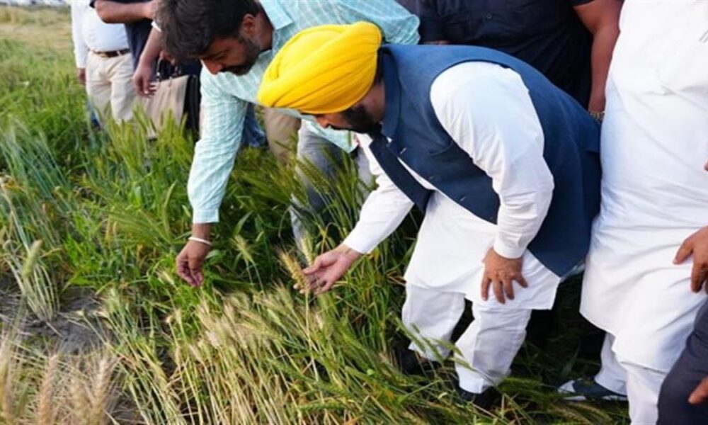 Mann सरकार की ऐतिहासिक Achievement: 1.1 Million से ज्यादा किसानों को मिला MSP Benefit