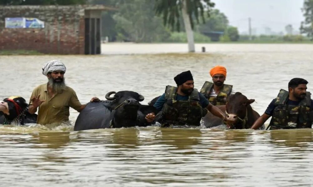 बाढ़ के बाद Dairy Farmers को बड़ाRelief: Punjab Government देगी 59 Lakh रुपये की मदद; Hoshiarpur और Taragarh के किसानों को बड़ा फायदा, Verka Brand का भी विस्तार