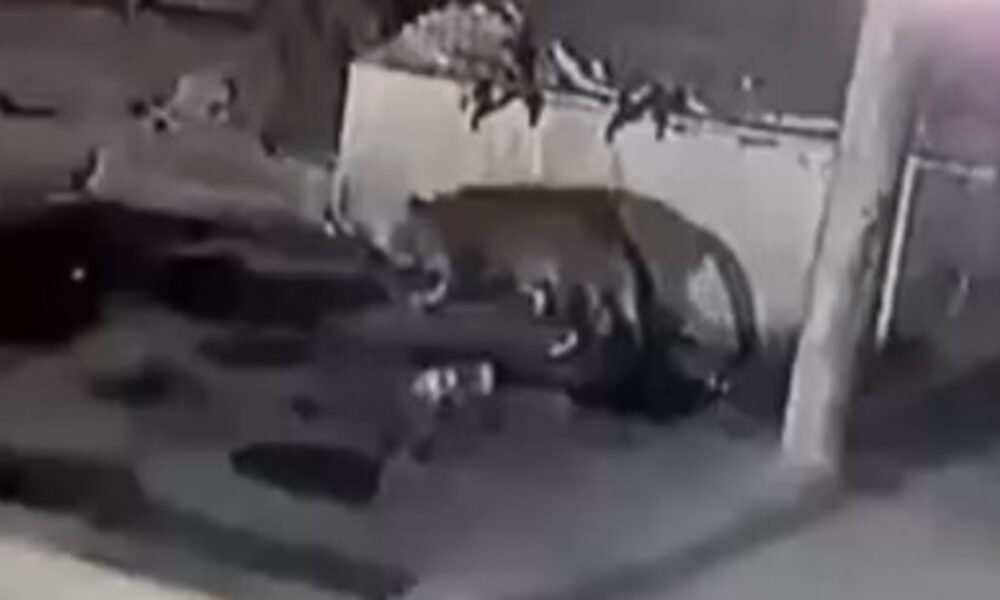 चंडीगढ़ में देर रात दहशत: सेक्टर-29 के रिहायशी इलाके में दिखा तेंदुए जैसा जानवर, सीसीटीवी में कैद