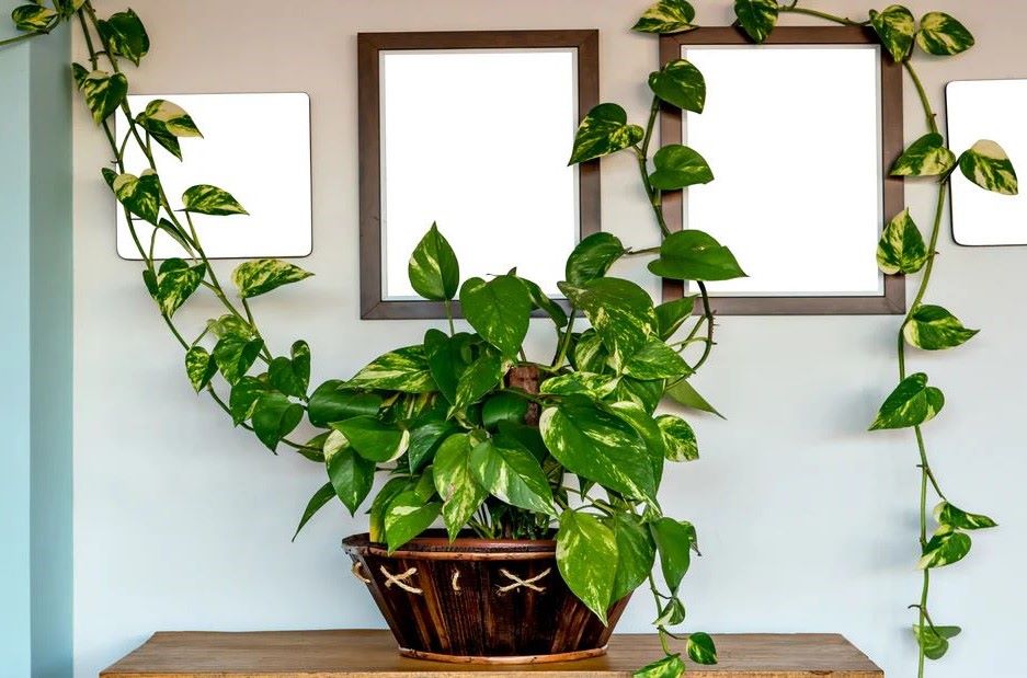 पैसा कमाने के बाद भी नहीं रुकता? मनी प्लांट से जुड़े ये आसान उपाय बदल सकते हैं हालात