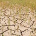 सेम प्रभावित गांवों के किसानों को राहत, पंजाब सरकार ने अग्रिम धान बुवाई की दी अनुमति