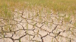 सेम प्रभावित गांवों के किसानों को राहत, पंजाब सरकार ने अग्रिम धान बुवाई की दी अनुमति