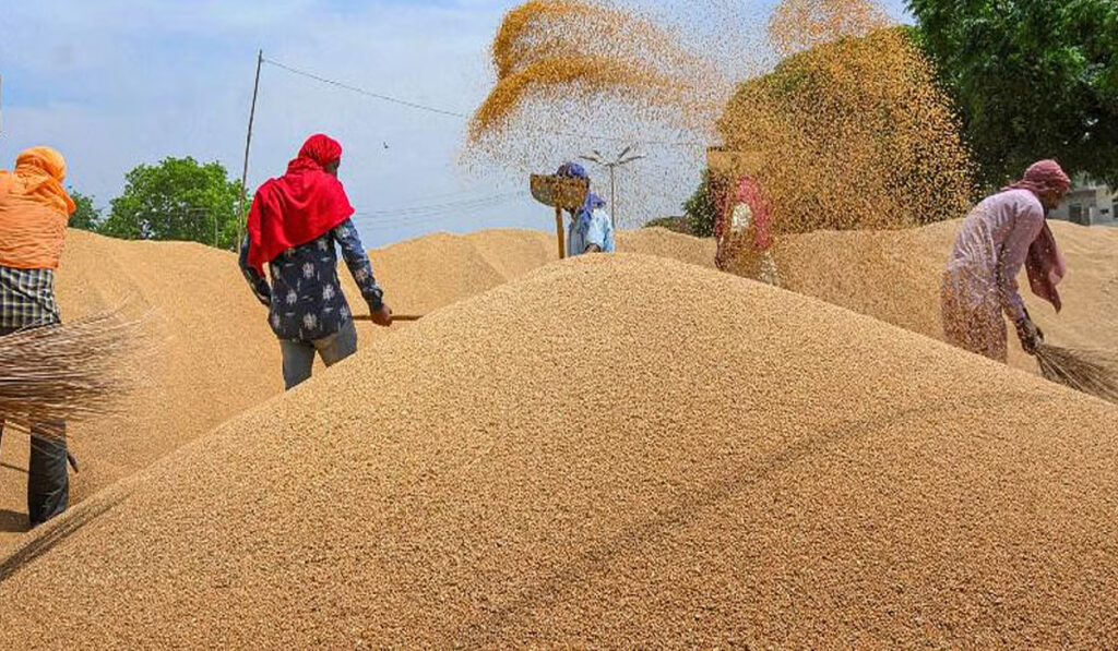 गेहूं खरीद में केंद्र की राहत: खराब गुणवत्ता वाली फसल भी अब होगी स्वीकार