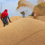 गेहूं खरीद में केंद्र की राहत: खराब गुणवत्ता वाली फसल भी अब होगी स्वीकार
