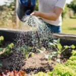 गर्मियों में पौधों को पानी देने का सही टाइम क्या है? जानिए सुबह बेहतर या शाम