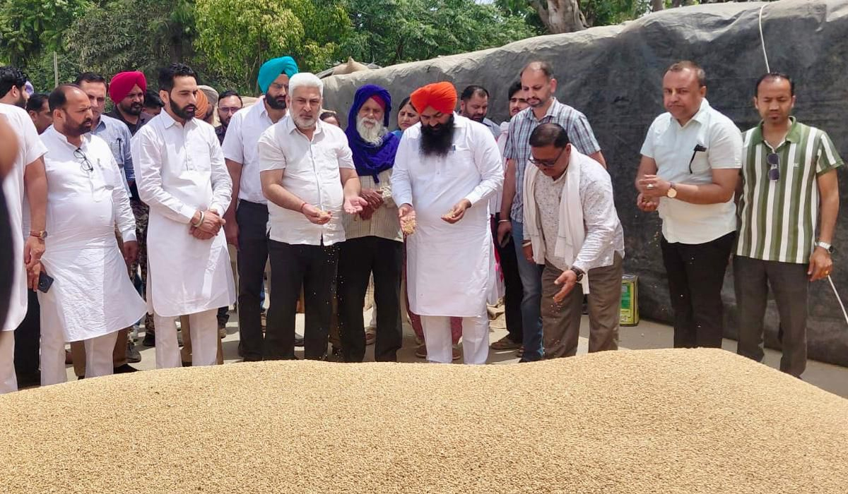पंजाब में गेहूं खरीद ने पकड़ी रफ्तार, लाखों मीट्रिक टन अनाज की हो चुकी है खरीद: लाल चंद कटारूचक्क