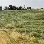 बारिश और ओलावृष्टि से प्रभावित फसलों का आकलन करने पंजाब पहुंचेगी केंद्र की 9 सदस्यीय टीम