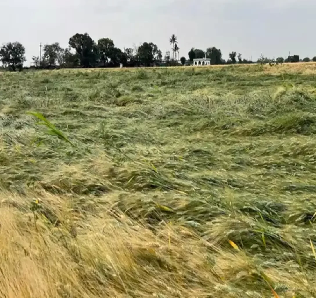 बारिश और ओलावृष्टि से प्रभावित फसलों का आकलन करने पंजाब पहुंचेगी केंद्र की 9 सदस्यीय टीम बारिश और ओलावृष्टि से प्रभावित फसलों का आकलन करने पंजाब पहुंचेगी केंद्र की 9 सदस्यीय टीम