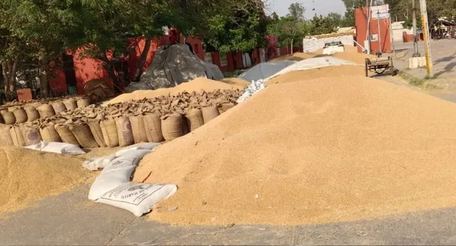 पंजाब में रिकॉर्ड गेहूं खरीद, 100 LMT के पार पहुंचा आंकड़ा; किसानों को 21 हजार करोड़ से अधिक का भुगतान