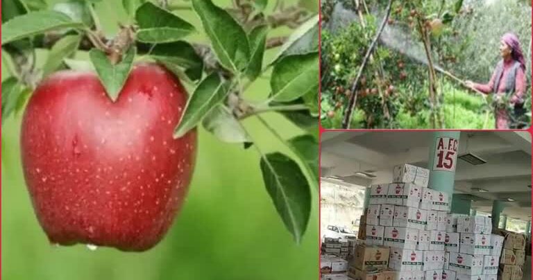 मौसम की मार से हिमाचल के बागवान परेशान, सेब उत्पादन में भारी गिरावट के संकेत; अर्थव्यवस्था पर पड़ सकता है व्यापक असर