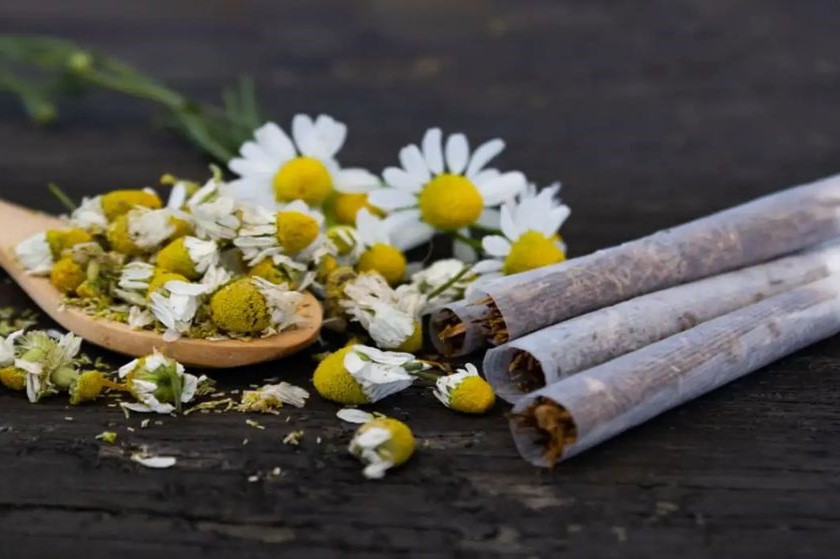 हर्बल सिगरेट भी नहीं सुरक्षित! रिसर्च में खुलासा, कई मामलों में तंबाकू सिगरेट से ज्यादा नुकसानदेह