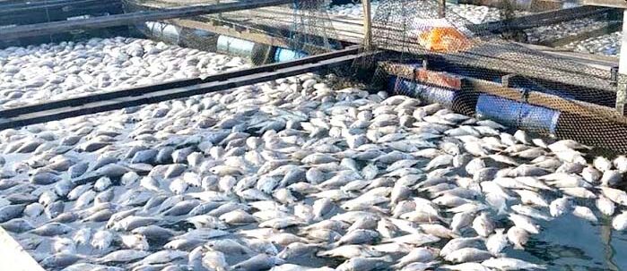 हिमाचल में ‘ब्लू इकोनॉमी’ को मिली नई रफ्तार: मत्स्य पालन से बढ़ा करोड़ों का कारोबार, युवाओं के लिए खुल रहे स्वरोजगार के नए अवसर