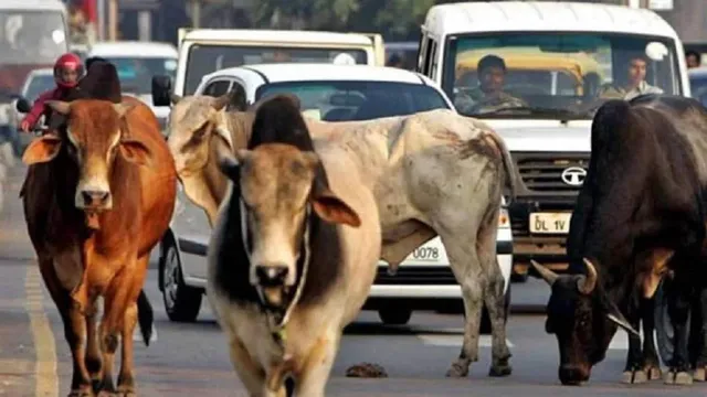 हिमाचल में आवारा गौवंश के लिए बनेगा नया एक्शन प्लान, दूसरे राज्यों के मॉडल से तैयार होगी व्यवस्था