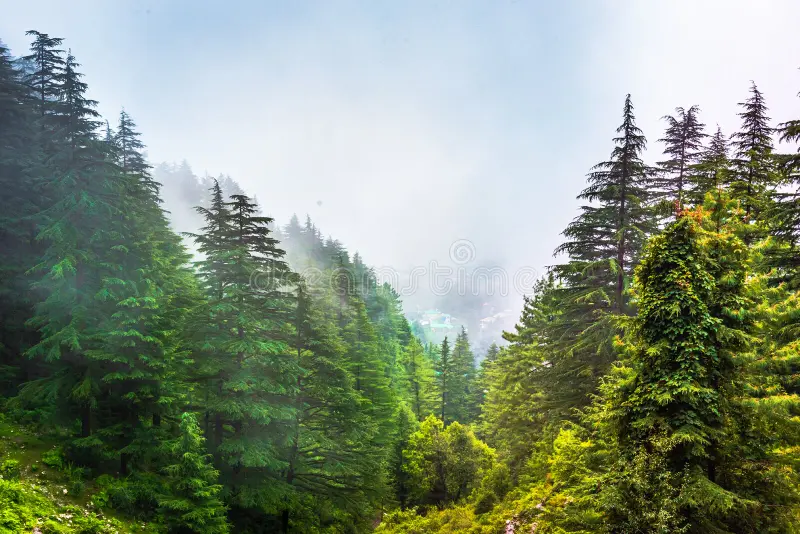 हिमाचल के जंगलों के लिए केंद्र से बड़ी सौगात, वन संरक्षण योजनाओं पर खर्च होंगे 32.24 करोड़ रुपये