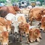 हरियाणा पशु कल्याण बोर्ड का पुनर्गठन, श्रवण गर्ग समेत छह गैर-सरकारी सदस्य नियुक्त