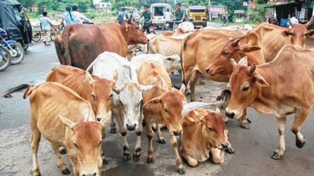 हरियाणा पशु कल्याण बोर्ड का पुनर्गठन, श्रवण गर्ग समेत छह गैर-सरकारी सदस्य नियुक्त